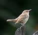 House Wren